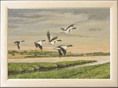 Image of Dawn Flight, Shelducks, River Tiddy, Port Eliot, St. Germans, Cornwall